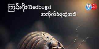ကြမ်းပိုး Bedbugs (September,2023)