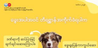 ခွေးအပါအဝင် တိရစ္ဆာန်အကိုက်ခံရပါက (မတ်လ၊ ၂၀၂၅ ခုနှစ်)