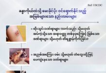 ခန္ဓာကိုယ်ထဲသို မေးခိုင်ပိုး ဝင်ရောက်နိုင်သည့် အဖြစ်များသော နည်းလမ်းများ (ဇန်နဝါရီ၊ ၂၀၂၆)